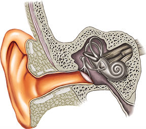 Outer Ear 